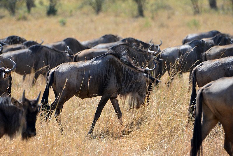 Wildebeest great migration safari packages