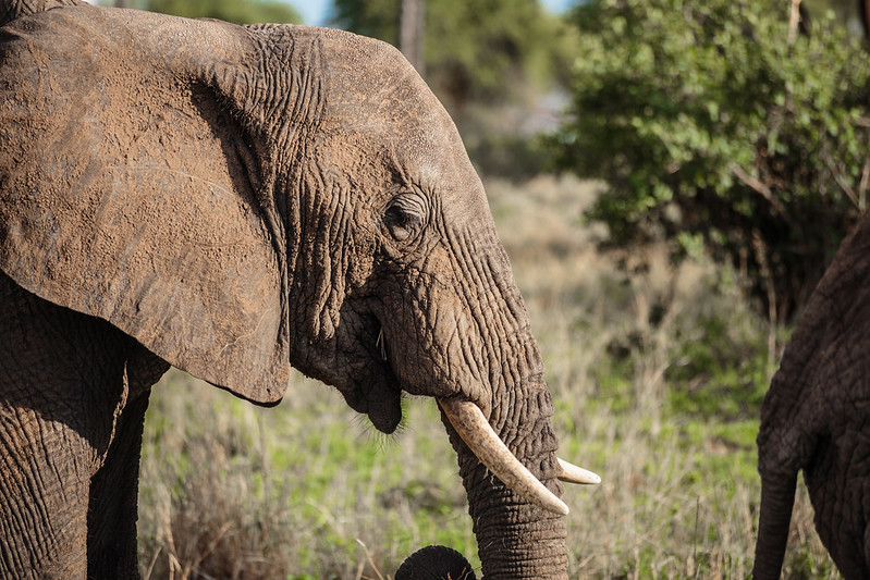 Off-the-Beaten-Path: Hidden Gems to Explore on a Tanzania Adventure Safari Tour