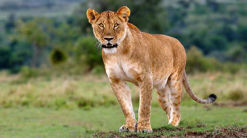 Packing Essentials: What to Bring on a Tanzania Adventure Safari Tour