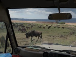 Exclusive Wildebeest Great Migration Safari Packages: What to Expect