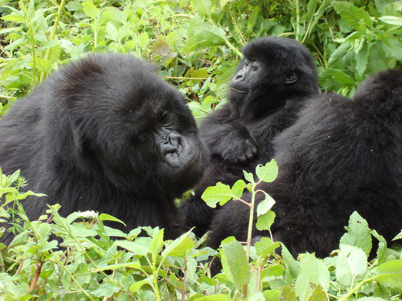 Fly from Europe to see Mountain Gorillas in Africa