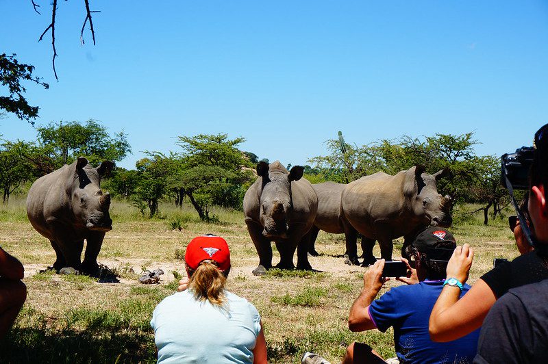 Africa travels and Gorilla trekking safaris