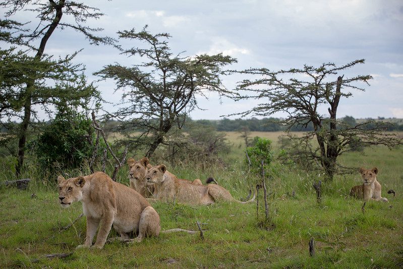 The Best Time to Experience the Wildebeest Great Migration Safari