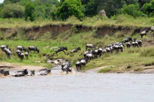 Why You Should Consider a Wildebeest Great Migration Safari Package for Your Next Vacation
