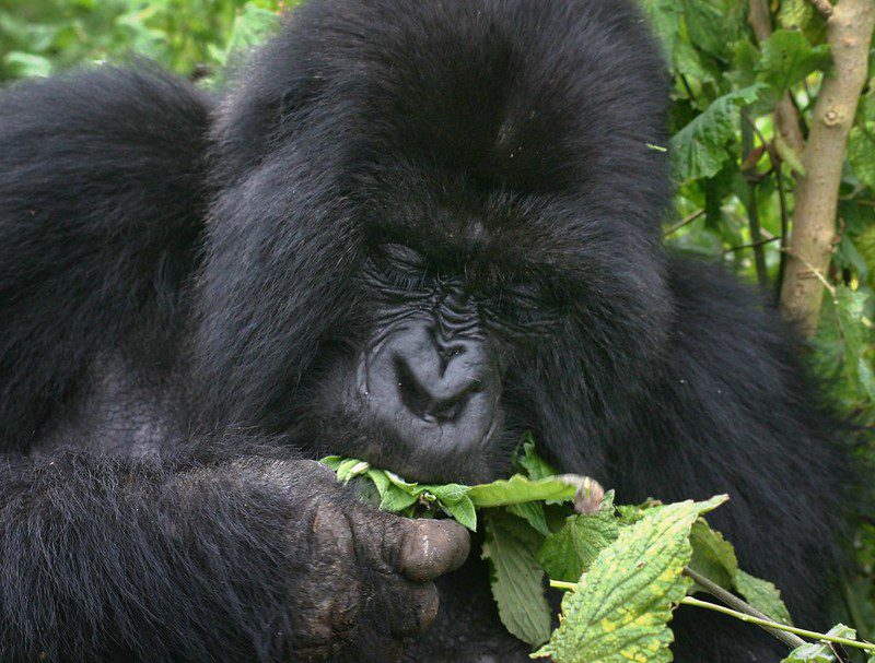 Rushaga gorilla habituation safari from Kigali