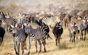 Tips for Choosing the Right Wildebeest Great Migration Safari Package