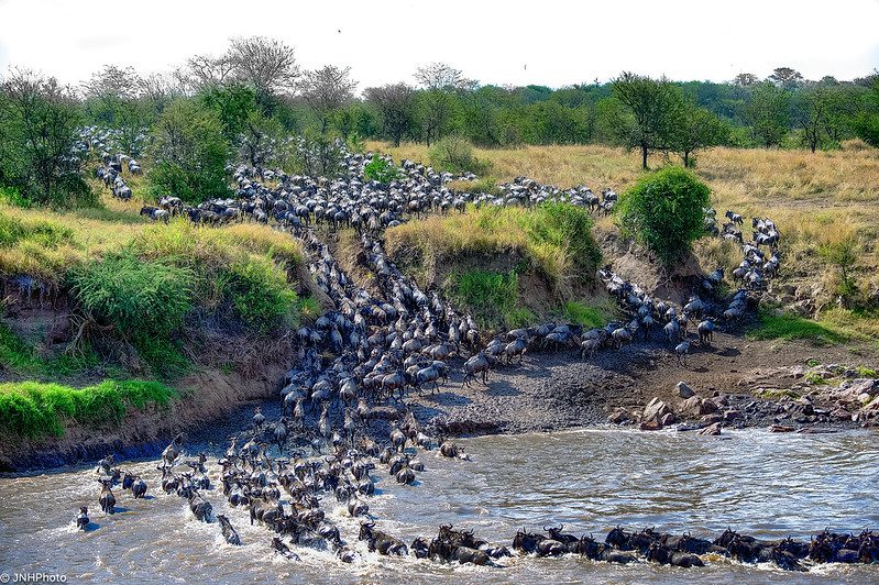 The Ultimate Guide to Wildebeest Great Migration Safari Packages
