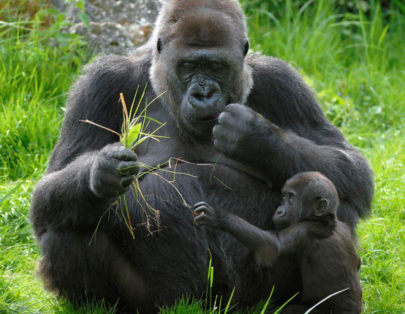 Gorilla habituation permit includes and excludes