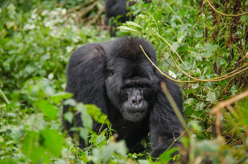 Gorilla trekking into Africa's jungles
