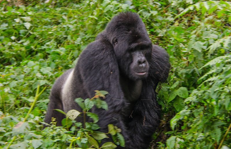 The exclusive Gorilla Trekking in Rwanda