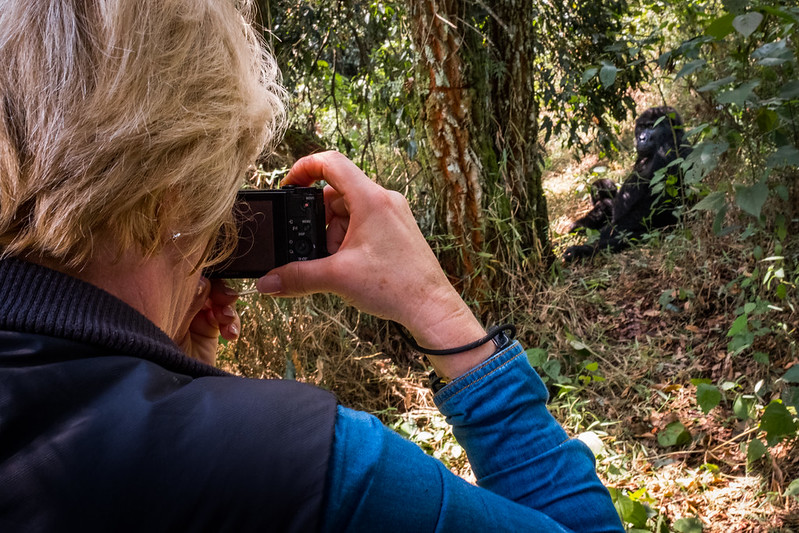 Where do gorilla habituation experiences take place in Africa?