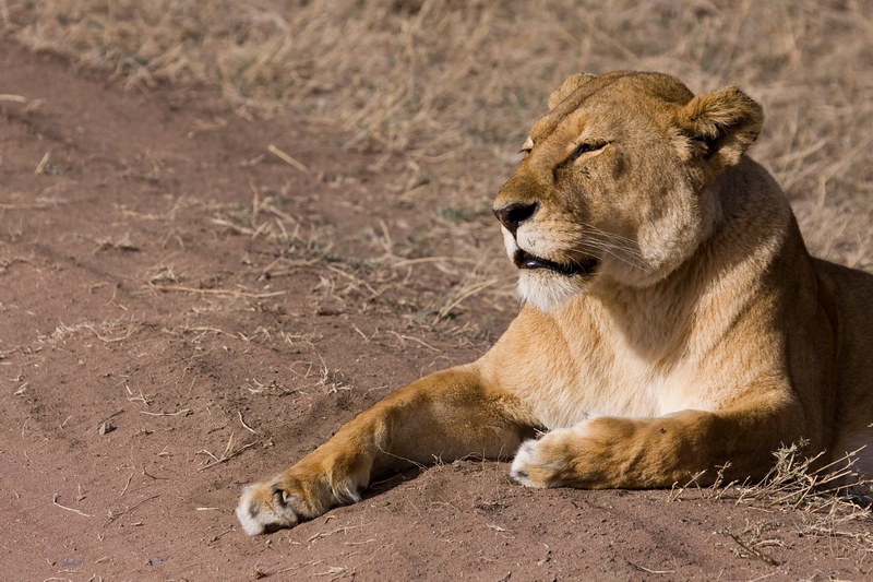 Serengeti voted Africa’s best Safari Park