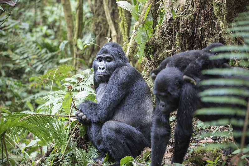 Mountain gorillas: true and false