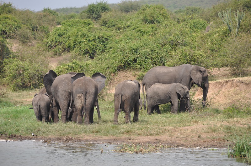 What is the most famous national park in Uganda?