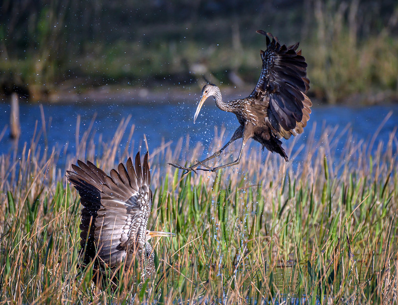 Wildlife Management Areas