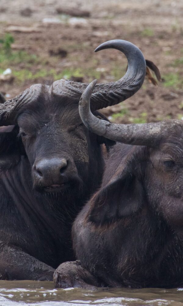 Buffalos in Ishasha Sector wading through water in Queen Elizabeth National Park, Uganda, surrounded by lush vegetation