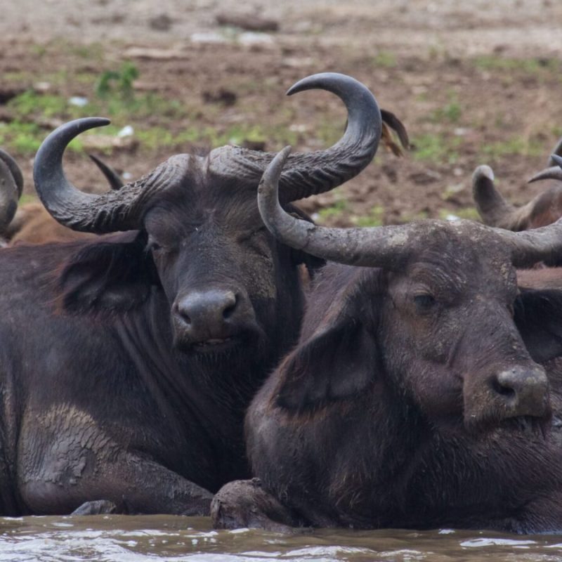 Buffalos in Ishasha Sector wading through water in Queen Elizabeth National Park, Uganda, surrounded by lush vegetation