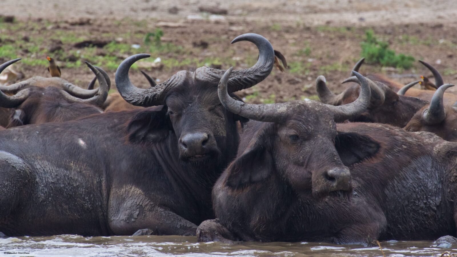 Buffalos in Ishasha Sector wading through water in Queen Elizabeth National Park, Uganda, surrounded by lush vegetation
