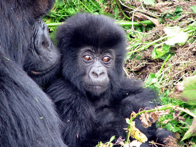 Unveiling The Top Rwanda Safari Experiences in 2024