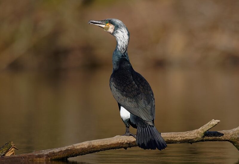 51043010068_0f6bf5458b_b 51043010068_0f6bf5458b_b