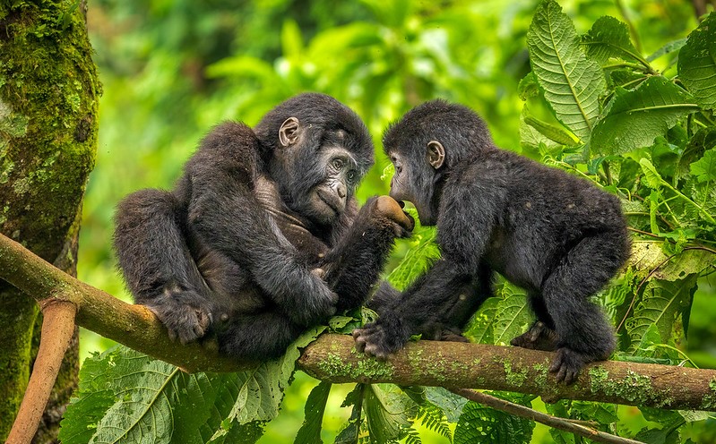 Bwindi Impenetrable National Park.