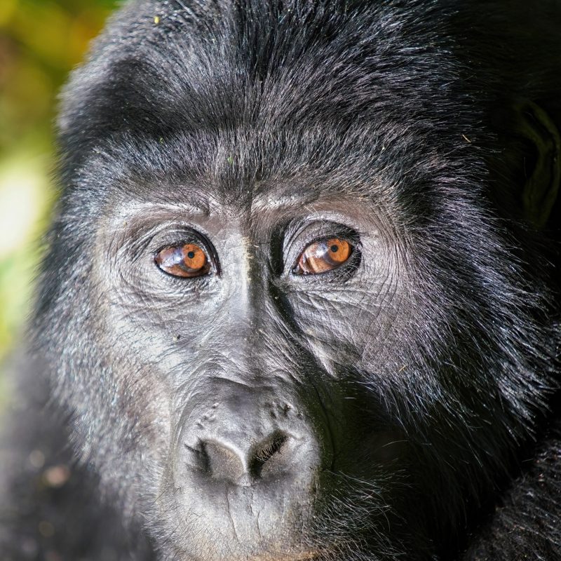 Mountain gorilla in Congo, gorilla trekking and Nyiragongo hike Mountain gorilla in Congo, gorilla trekking and Nyiragongo hike