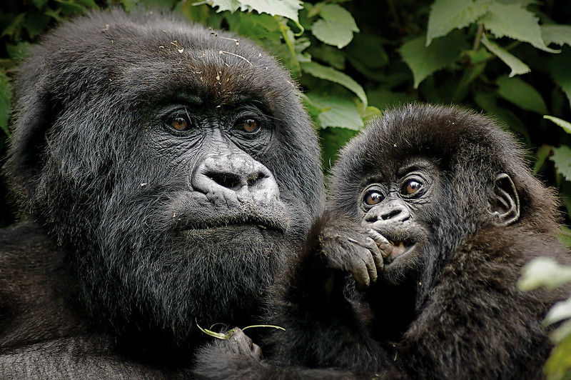 When is the best time to visit Rwanda and Uganda for a gorilla trekking safari?