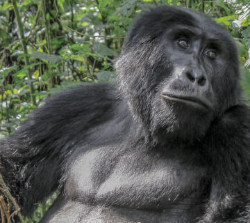 A Wild Encounter with Gorillas in Uganda 