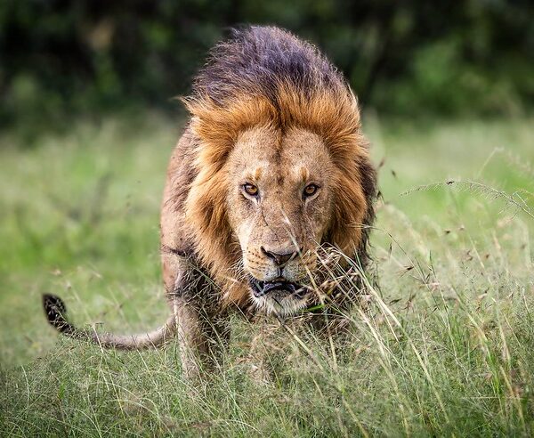 Must-See Wildlife on a Kenya Safari