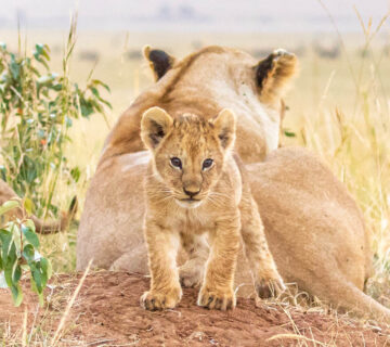 Exploring the Maasai Mara: A Safari Experience Like No Other