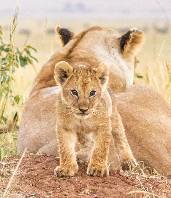 Exploring the Maasai Mara: A Safari Experience Like No Other