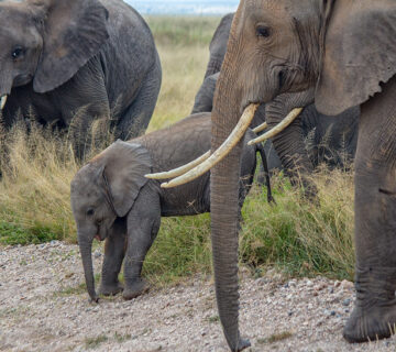 Kenya Luxury Safaris: The Pinnacle of African Adventure
