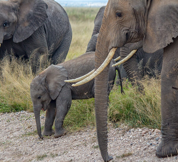 Kenya Luxury Safaris: The Pinnacle of African Adventure