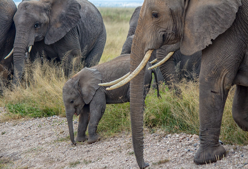 Kenya Luxury Safaris: The Pinnacle of African Adventure