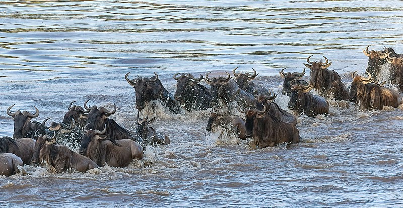 The Great Migration