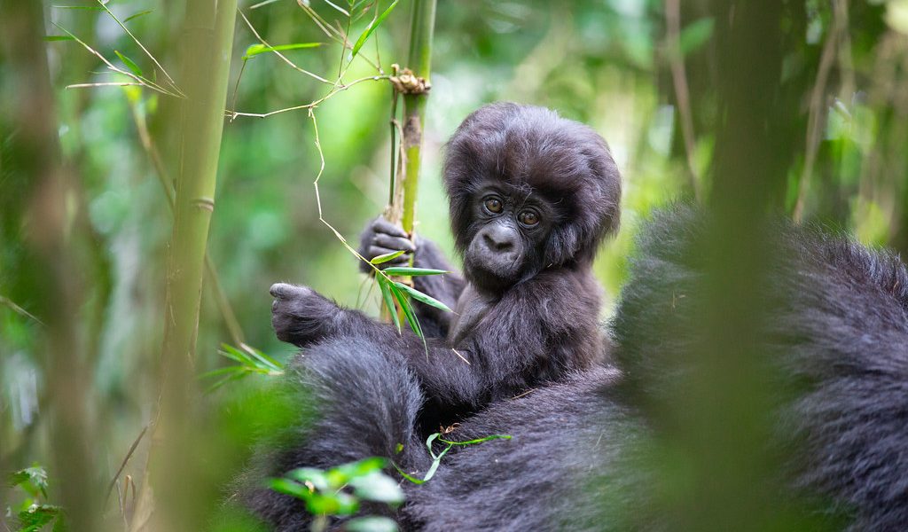 10 Days Rwanda Uganda safari