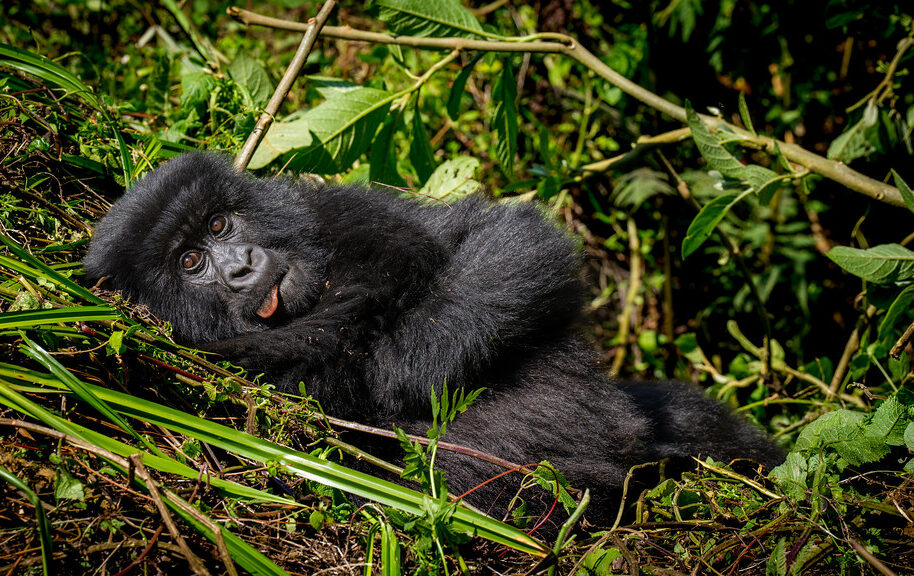 52592699529_8431082f7a_b 52592699529_8431082f7a_b