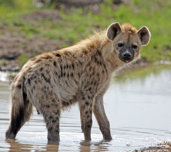The Ultimate Kenya Safari: A Complete Guide to Planning Your Adventure