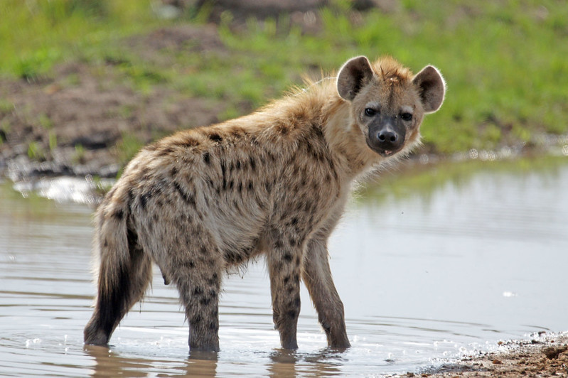 The Ultimate Kenya Safari: A Complete Guide to Planning Your Adventure