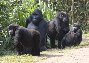 Planning a gorilla trekking safari in Uganda 2024