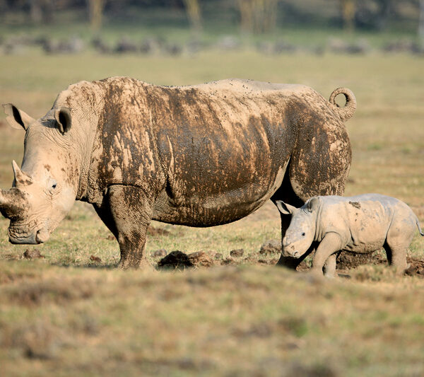 The Best Time to Visit Kenya for a Safari Adventure