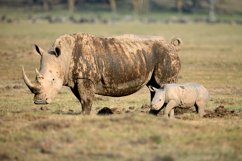 The Best Time to Visit Kenya for a Safari Adventure