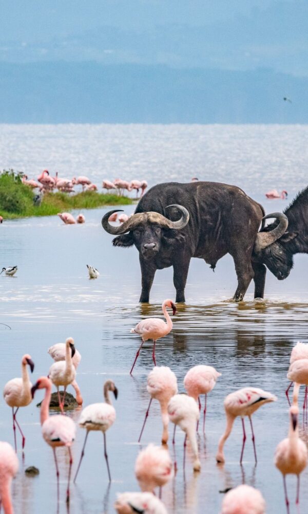 Flamingos an buffalos wading in shallow waters of Lake Nakuru with scenic backdrop of grasslands and woodlands 