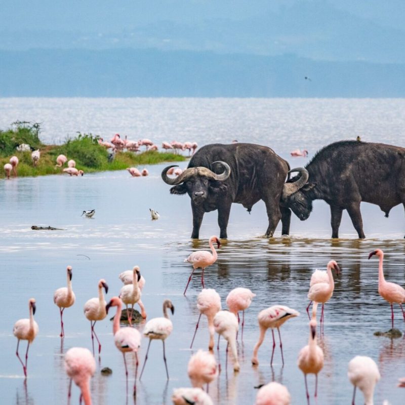 Flamingos an buffalos wading in shallow waters of Lake Nakuru with scenic backdrop of grasslands and woodlands.