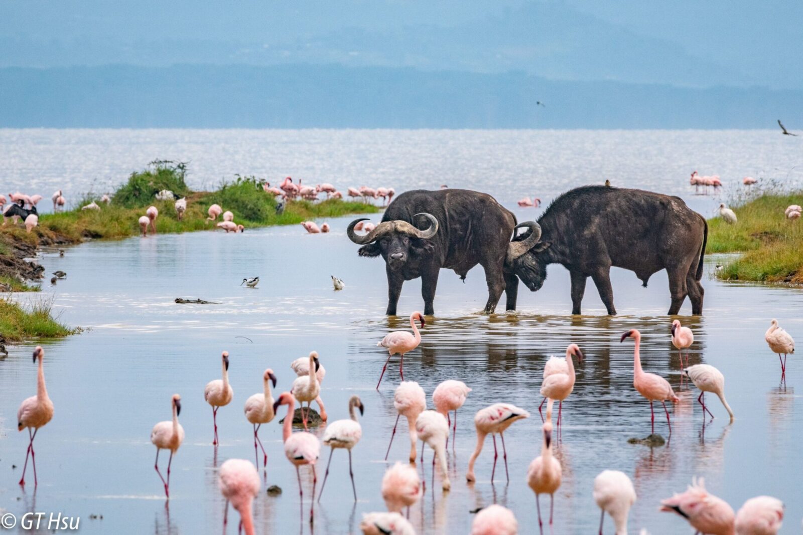 Flamingos an buffalos wading in shallow waters of Lake Nakuru with scenic backdrop of grasslands and woodlands 