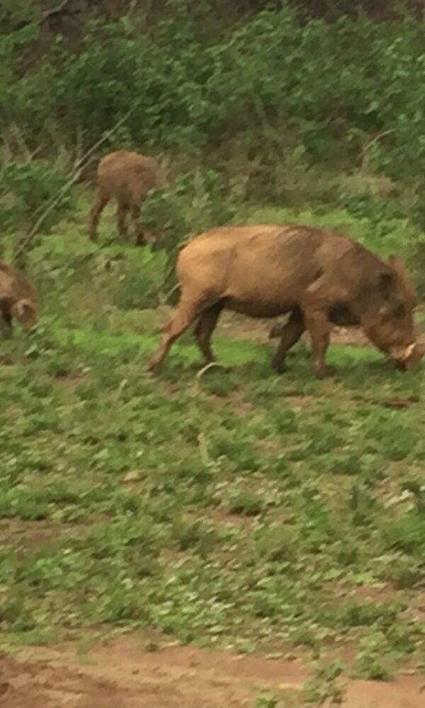 Warthogs in Akagera National Park, Rwanda
