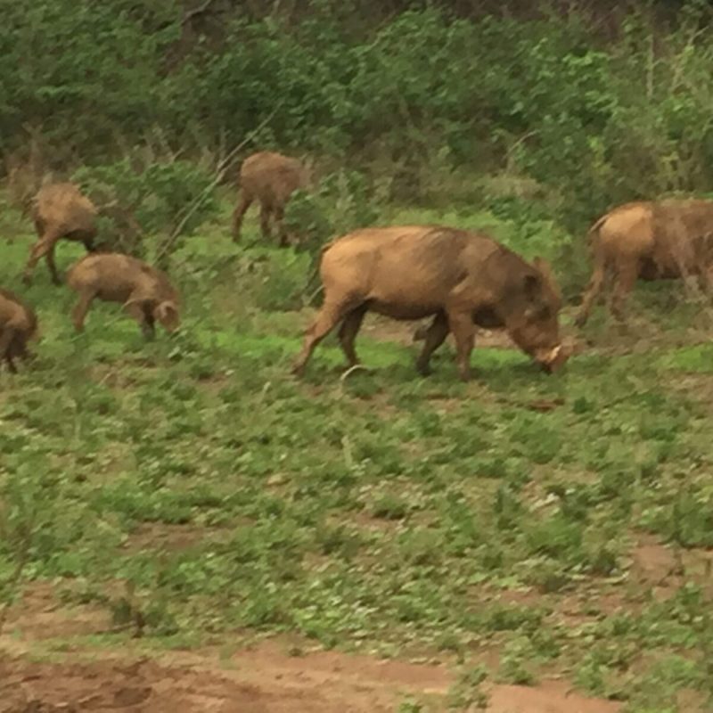 Warthogs in Akagera National Park, Rwanda