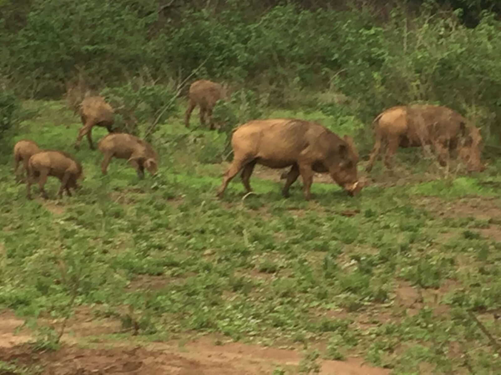 Warthogs in Akagera National Park, Rwanda