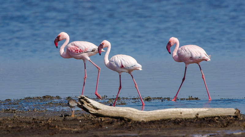 From Big Five to Bird Watching: The Diverse Wildlife of Kenya