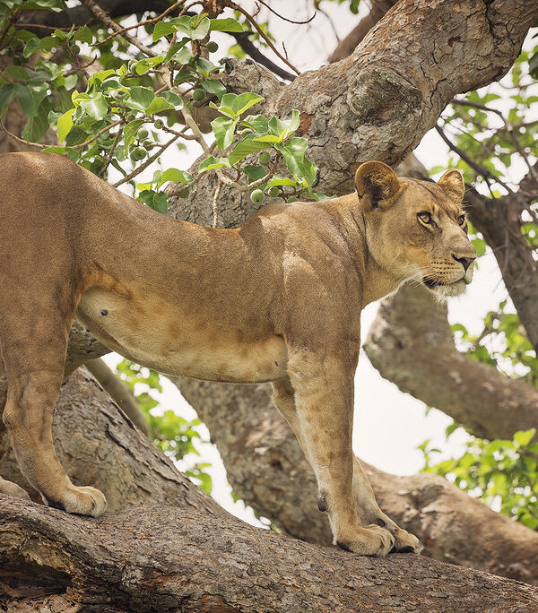 Ruaha National Park
